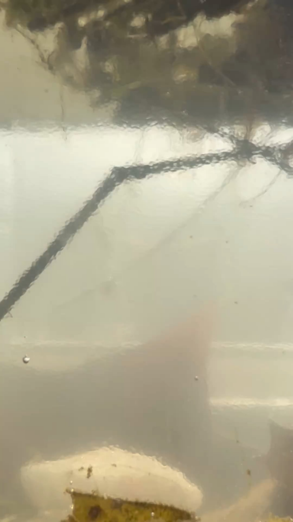My first underwater ecosystem WHAT ARE THESE