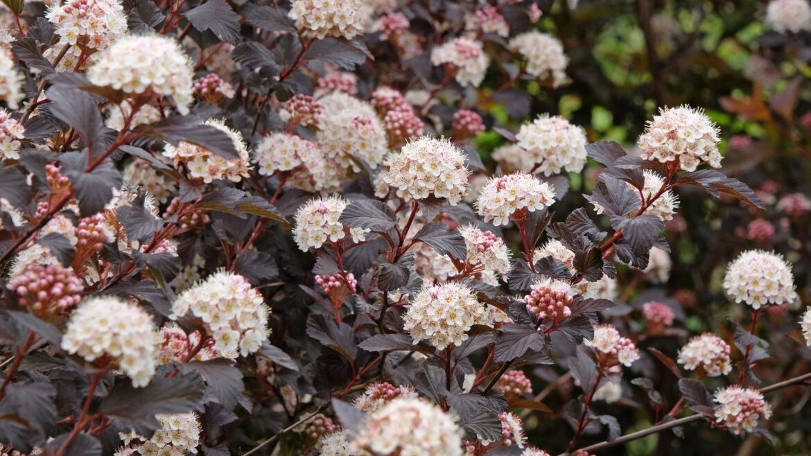 How to Grow Ninebark in Containers on a Deck or Patio The white flowers of a Ninebark Diablo D'Or 'Mindia' bloom against the dark purple foliage