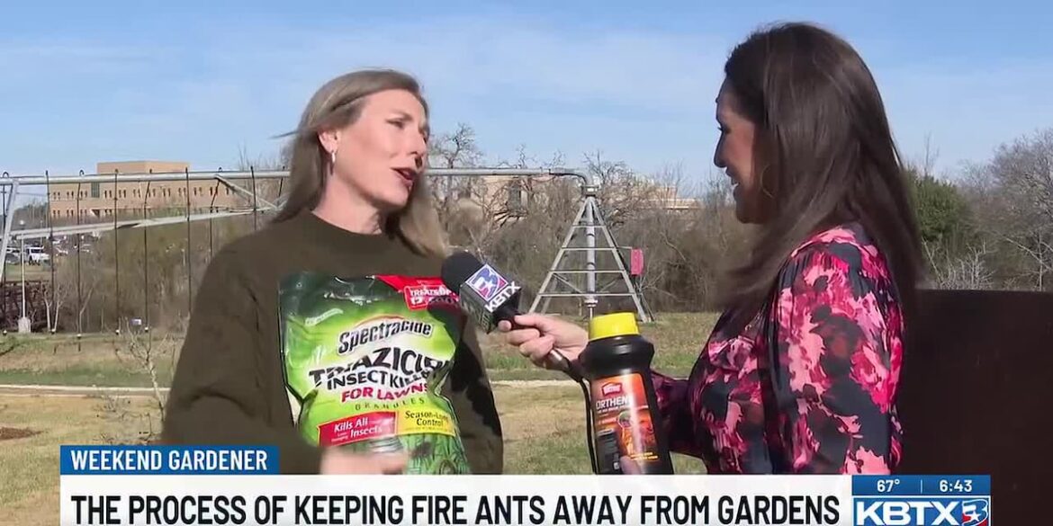 Texas two-step to keep fire ants away
