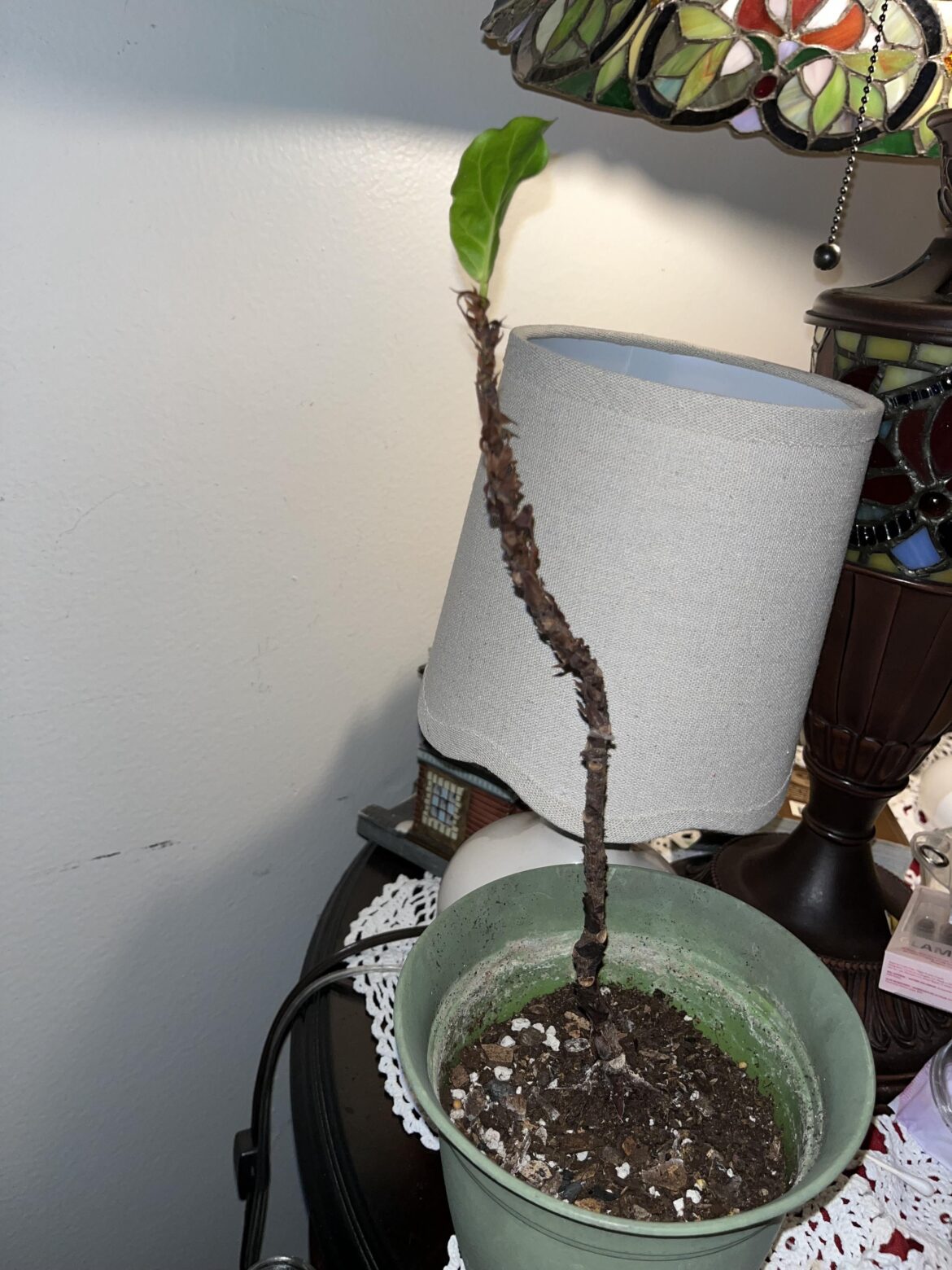 Help! Please advise how to prune my sad, wittle FLF. Help! Please advise how to prune my sad, wittle FLF.