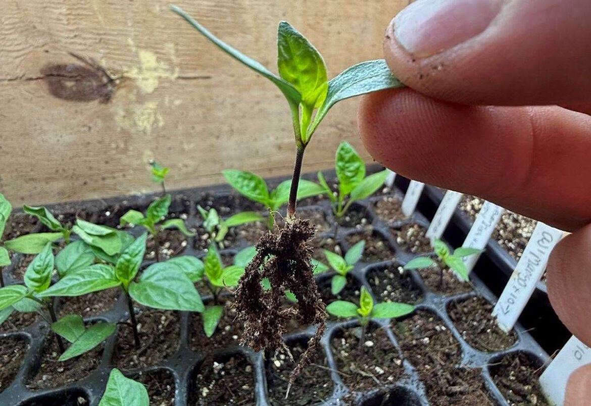 Gayton gardener Jamie Marsh looks at keeping your lawn healthy and how to avoid damaging young plants Gayton gardener Jamie Marsh looks at keeping your lawn healthy and how to avoid damaging young plants