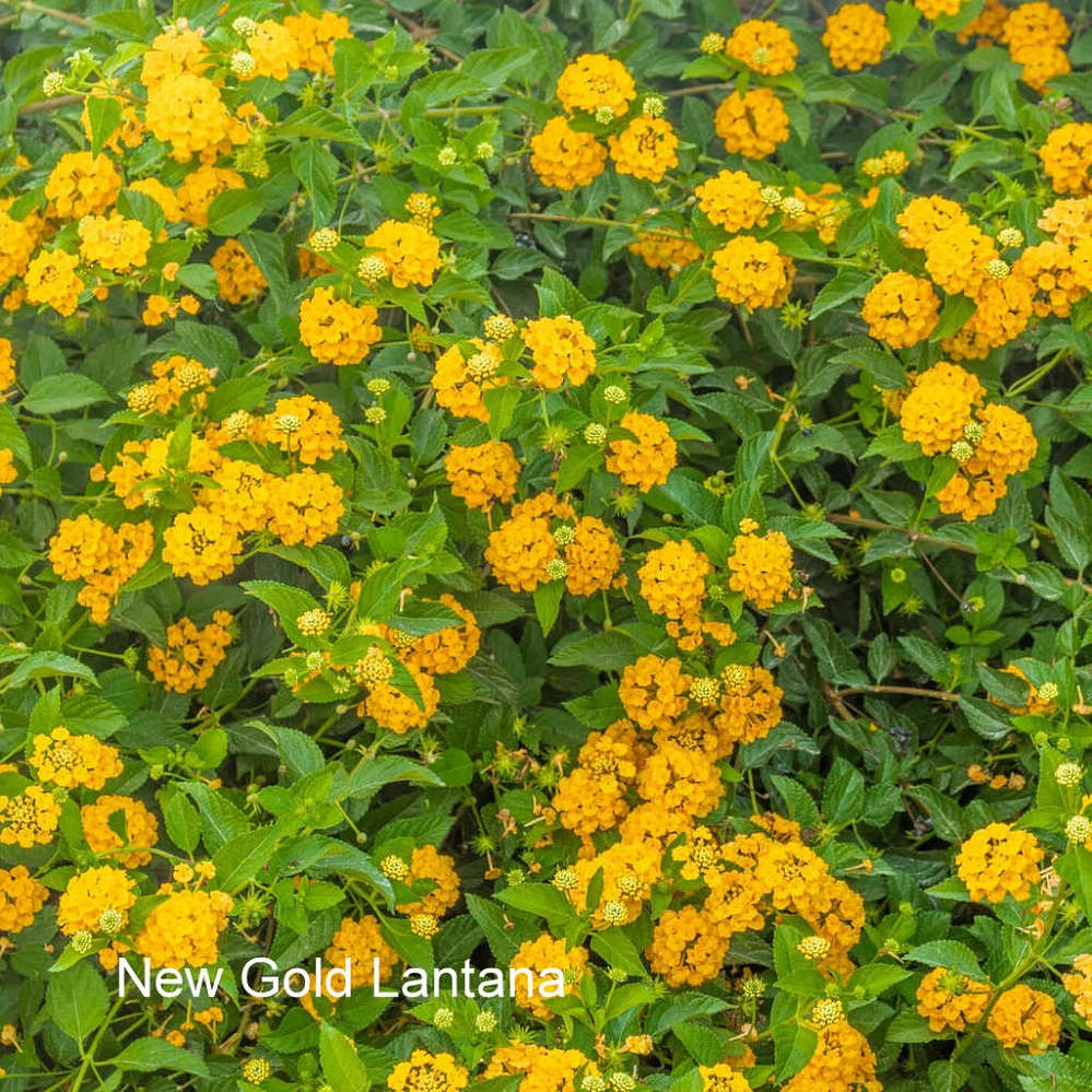 Superstar plant pics New Gold Lantana 1a picture provided by Master Gardener Ronnie Wilson March 2026