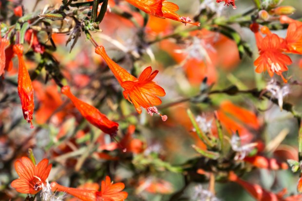 California fuchsia shrub. (Getty Images)