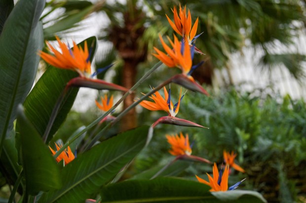 Birds of paradise. (Photo by John Thys, Getty Images)
