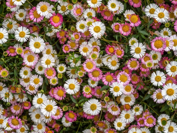 The Santa Barbara Daisy also known as the Latin American fleabane. (Getty Image)