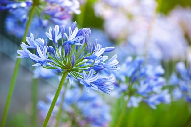 Lily of the Nile (Getty Images)