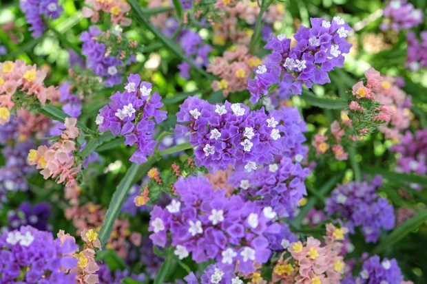 Sea Lavender (Getty Images)