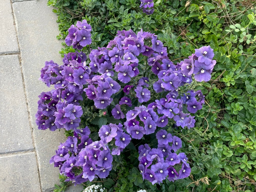 Why Cape jewels are a perennial choice for Southern California gardeners – Orange County Register Why Cape jewels are a perennial choice for Southern California gardeners – Orange County Register
