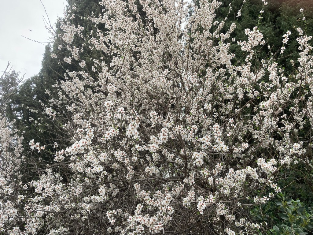 Why almond trees might become an option for more Southern California gardens – Orange County Register Why almond trees might become an option for more Southern California gardens – Orange County Register