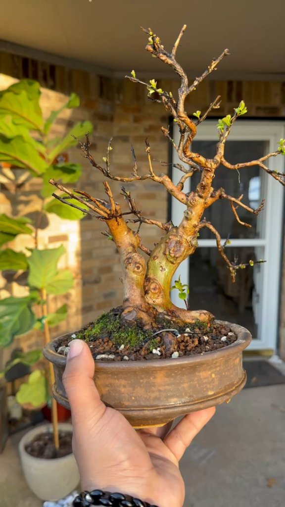 Repotted and cleaned up my Crepe Myrtle… I love the bark on these trees! Repotted and cleaned up my Crepe Myrtle… I love the bark on these trees!
