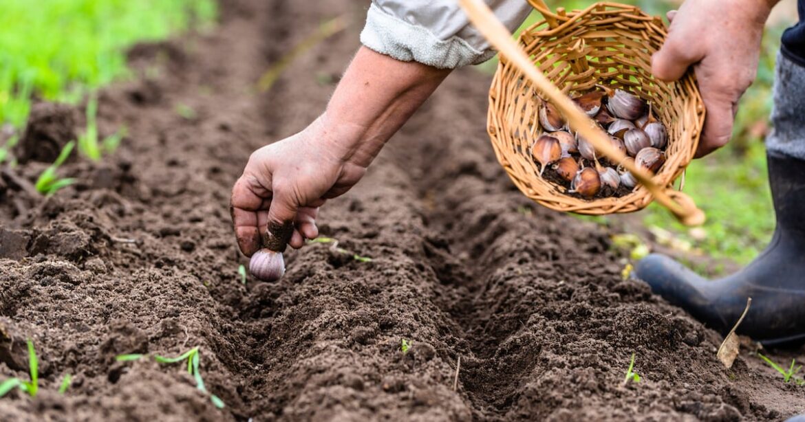 Eight spring jobs to do in the garden, even if it’s lashing rain – The Irish Times Eight spring jobs to do in the garden, even if it’s lashing rain – The Irish Times
