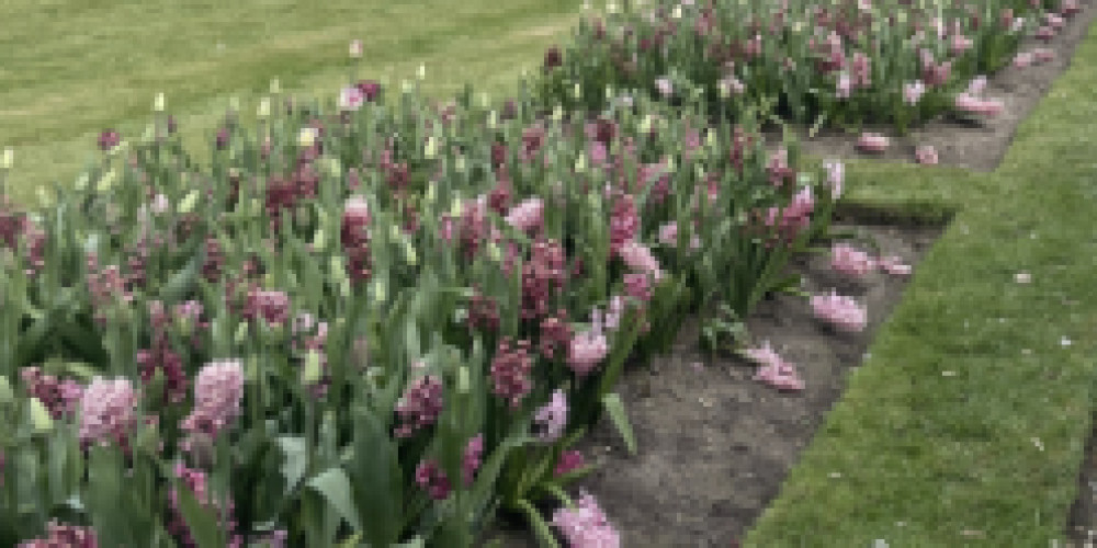 Volunteers wanted: Leamington charity asks for support with allotment garden | Local News | News | Leamington Nub News Volunteers wanted: Leamington charity asks for support with allotment garden | Local News | News | Leamington Nub News