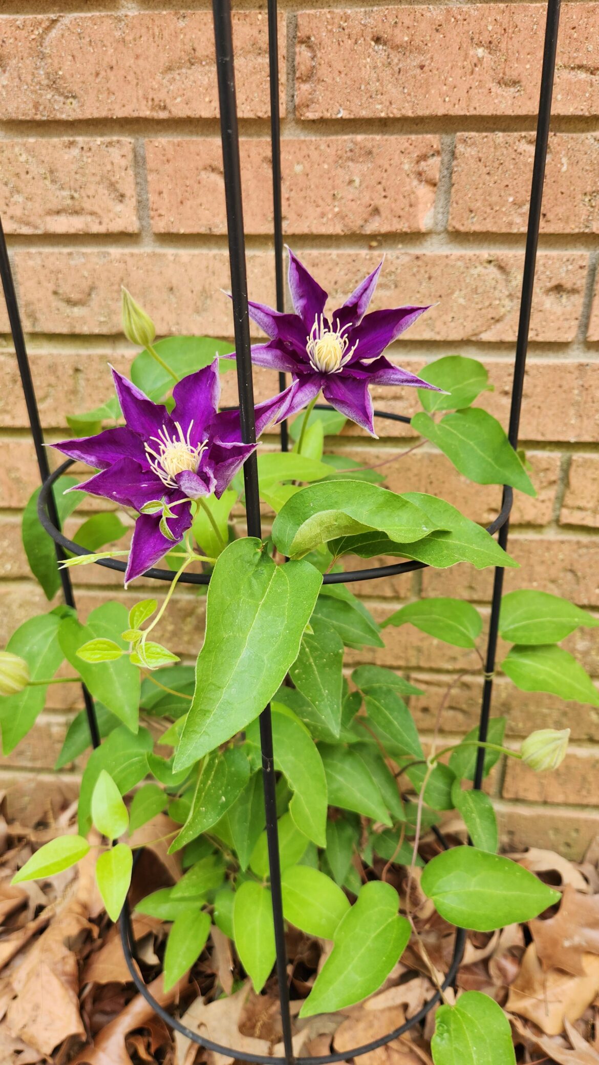Our clematis bloomed