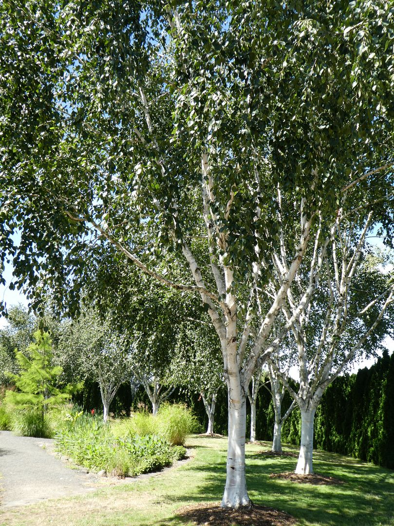  photo P1130397_zpssed3akxq.jpg