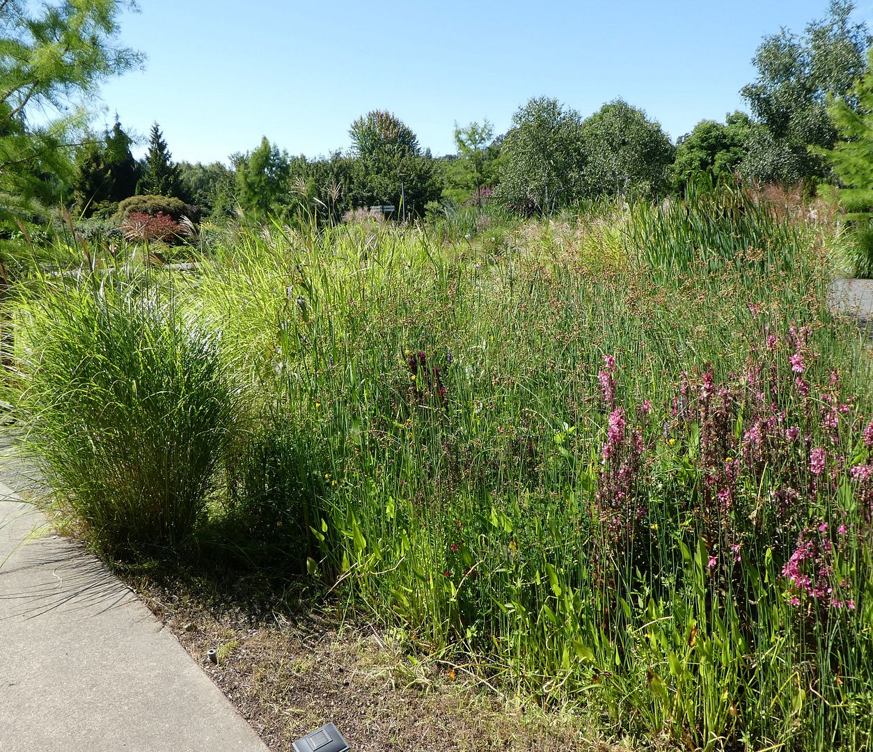  photo P1130400_zpszu2twdsp.jpg