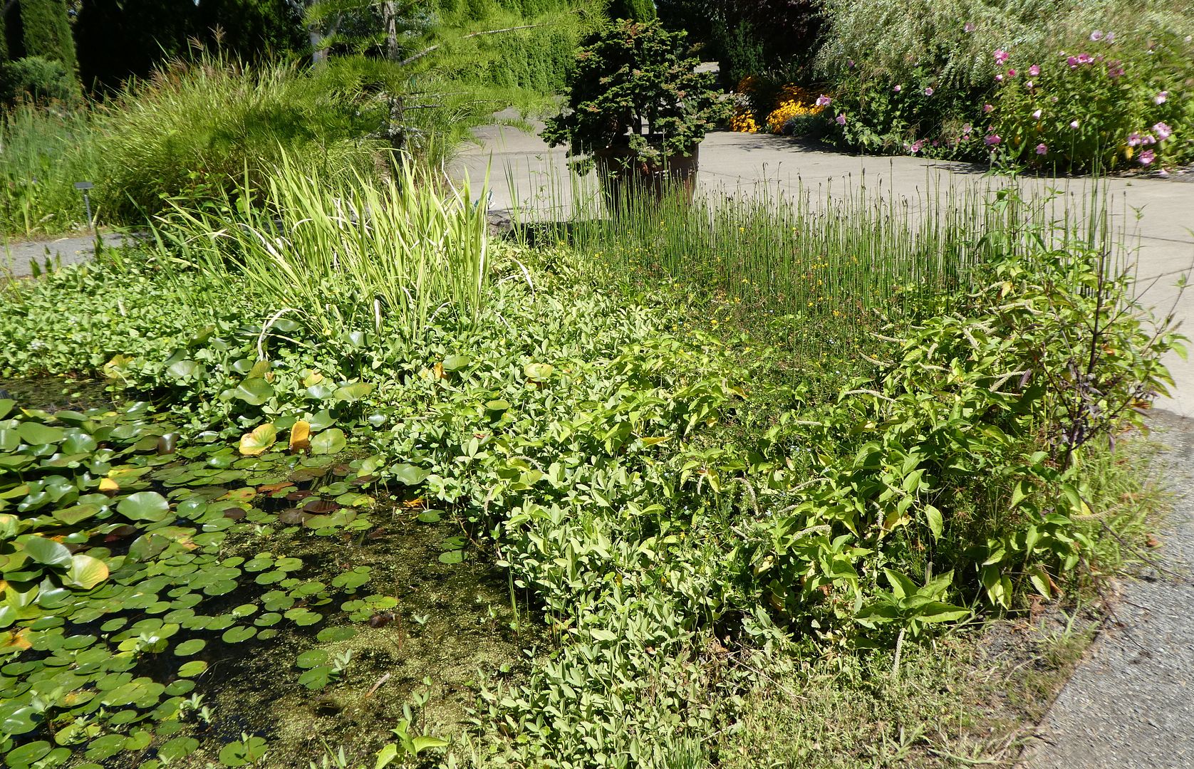  photo P1130416_zpsjlaumzw7.jpg