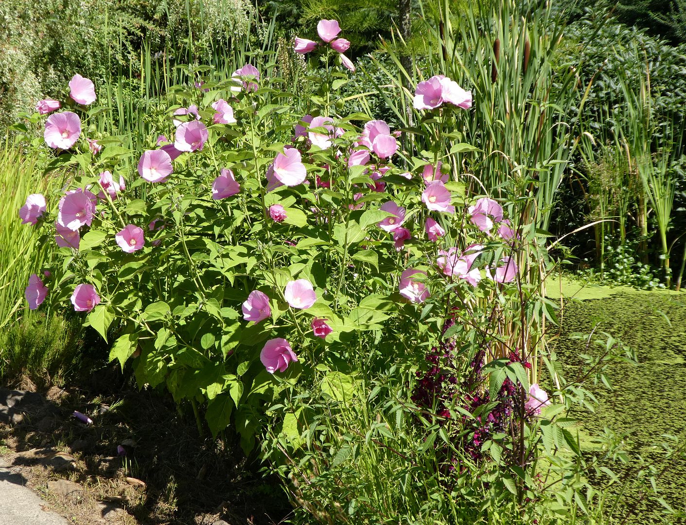  photo P1130422_zpst4twqu2p.jpg