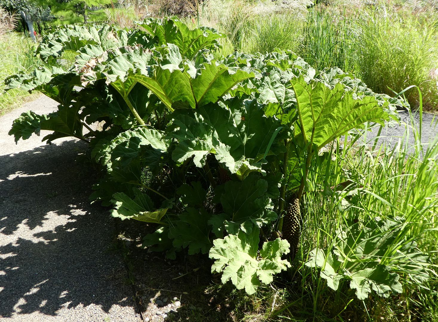  photo P1130433_zpsfdh6tyob.jpg