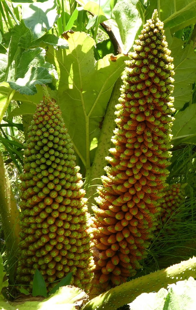  photo P1130435_zps1mfssav0.jpg