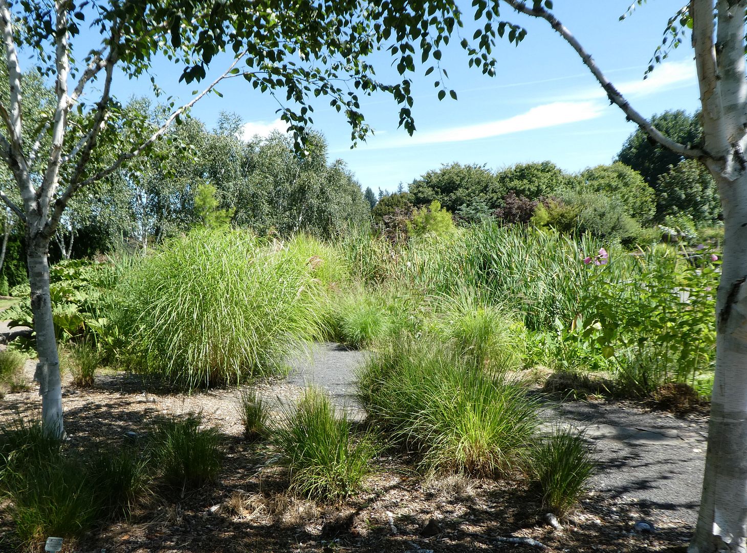  photo P1130436_zpsrzytdmqy.jpg