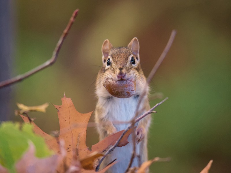 Coexisting with critters: how to assess a small mammal threat level in Maine