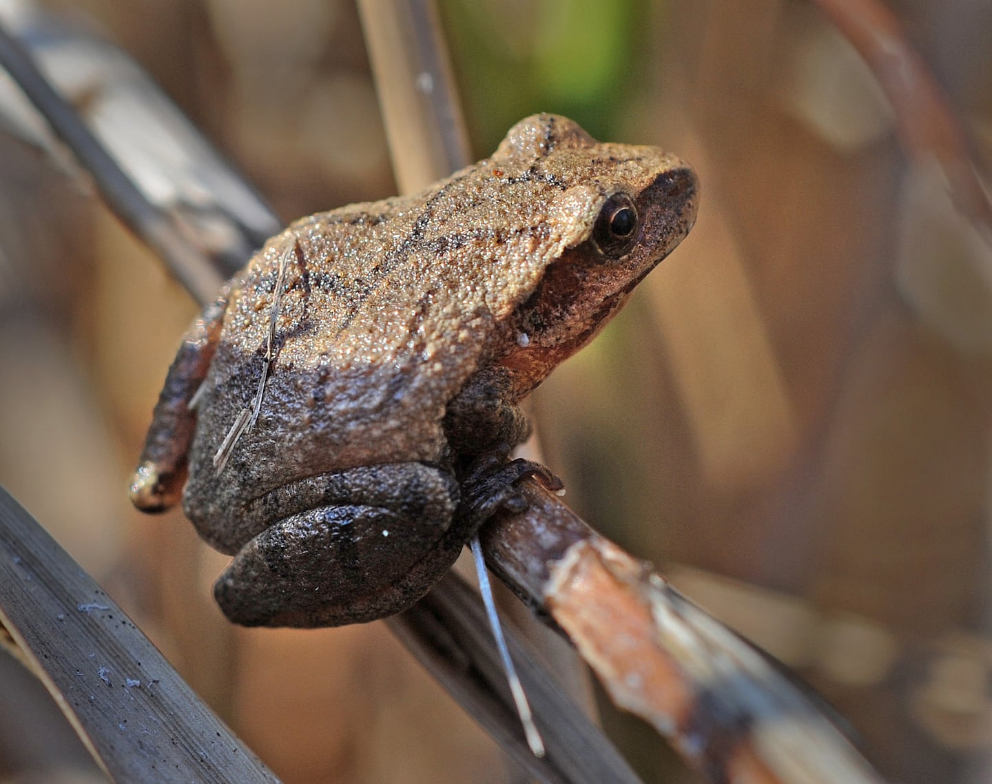 One of the species of frogs that lays eggs in vernal pools is the spring peeper, a tiny frog that is easily missed. 