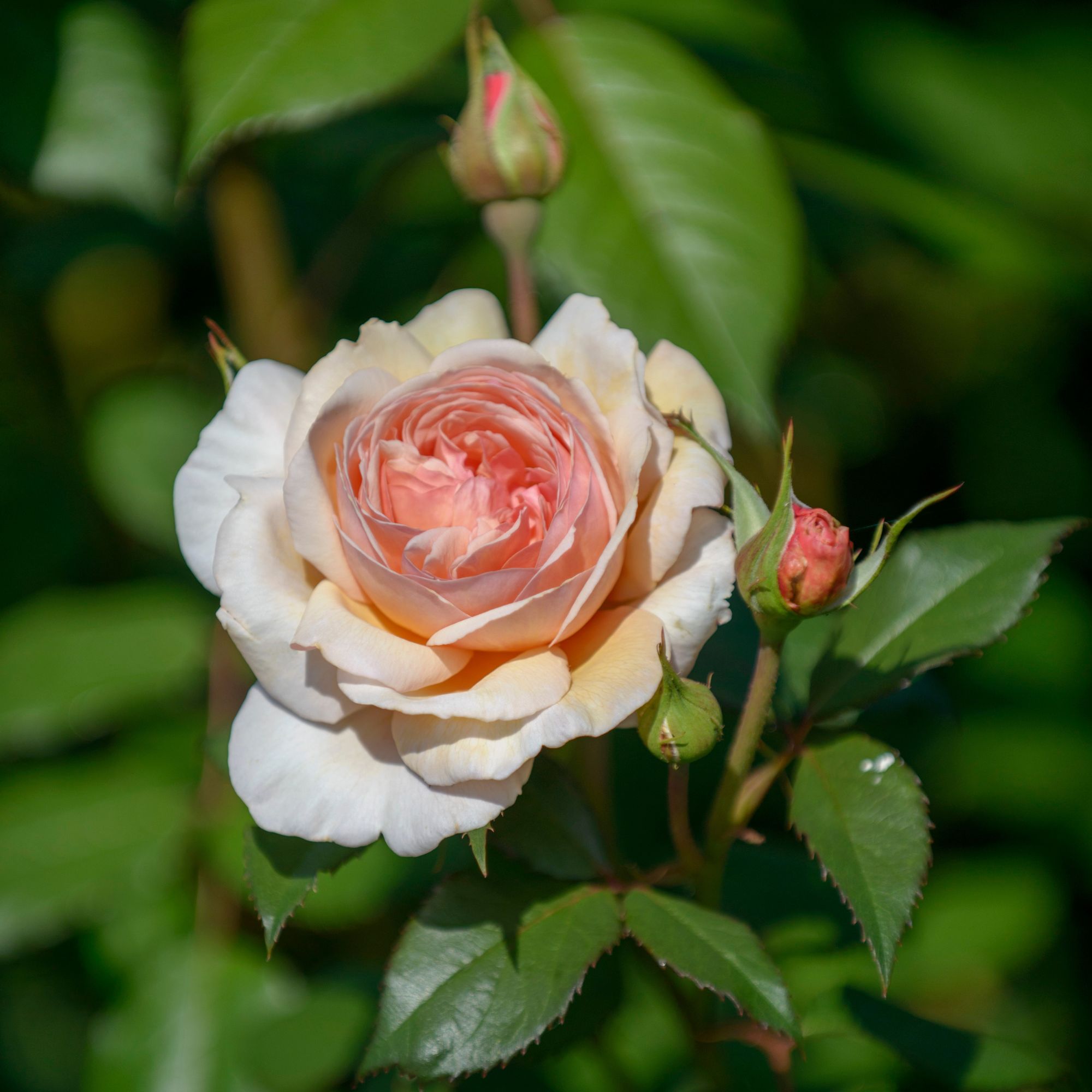 Closeup of pink roses growing on rose plant in garden