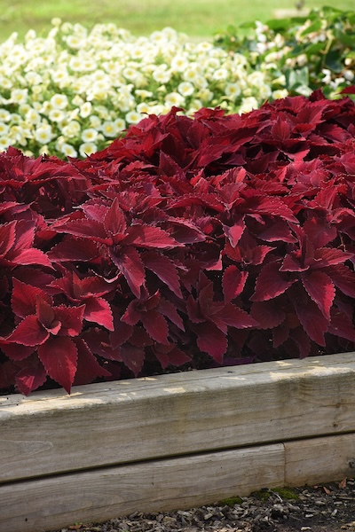 Bringing warmth to the shadows, Sweet Paprika offers a rich, sun-tolerant foliage option for those tricky partial-shade corners. 