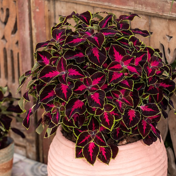 The intricate patterns of the Mezmerize coleus prove that you don't need direct sun to have the most colorful plant on the block. 