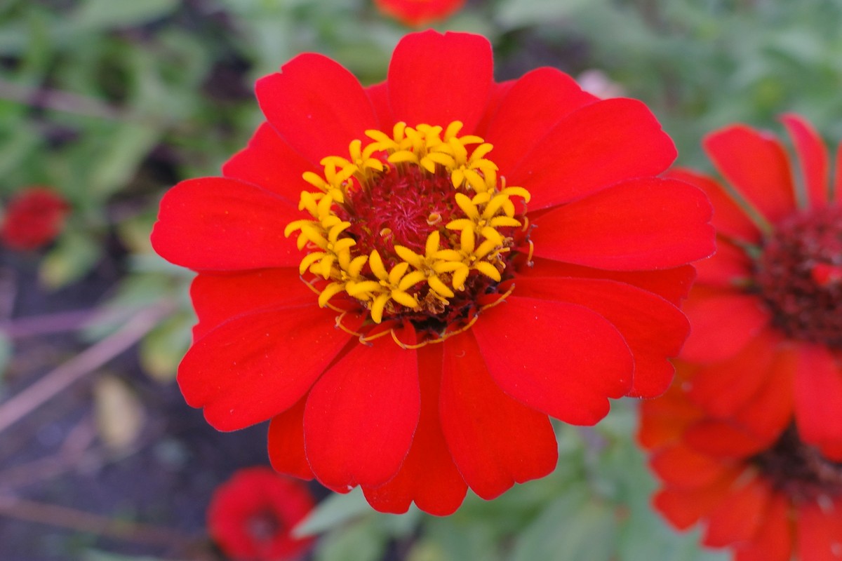 Double-form zinnias offer a lush, petal-heavy look that makes them a showstopping addition to any garden bed. 