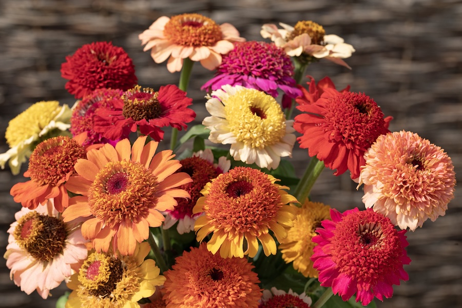 A pollinator’s paradise: Single-form zinnias provide easy access to nectar for bees and butterflies." | Pxhere.com, Public Domain