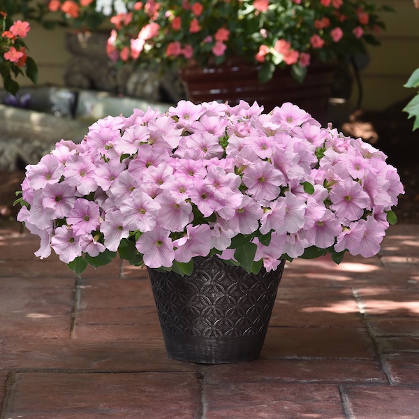 The Pink Pearl is a game-changer for high-altitude sun, holding its delicate soft-pink hue without fading to white. 