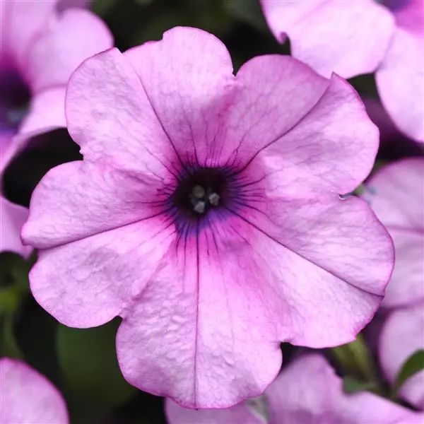 Look closely at the Headliner Crystal Pink to see its unique iridescent sheen and contrasting dark-rimmed petals. | National Garden Bureau