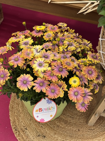 The "Wow" factor: This Besties™ African Daisy thrives on the slightly drier and well drained side, offering a striking color contrast for those sunnier spots. 