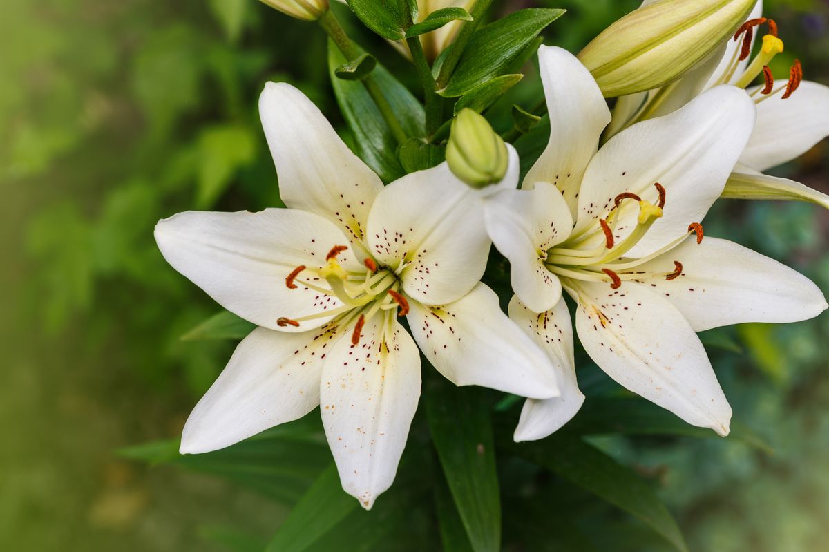 White lily (lillies)