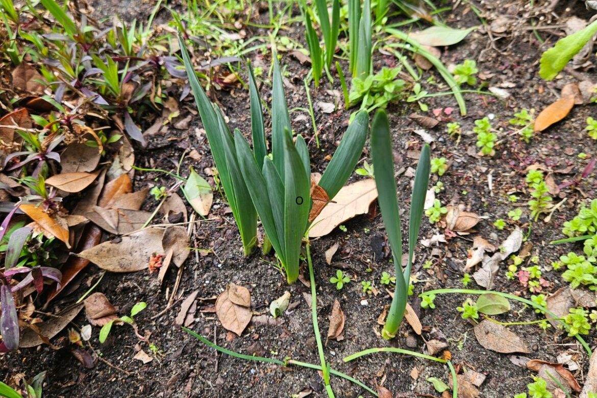 THE LAZY BERKSHIRE GARDENER: Week of March 5, 2026 THE LAZY BERKSHIRE GARDENER: Week of March 5, 2026