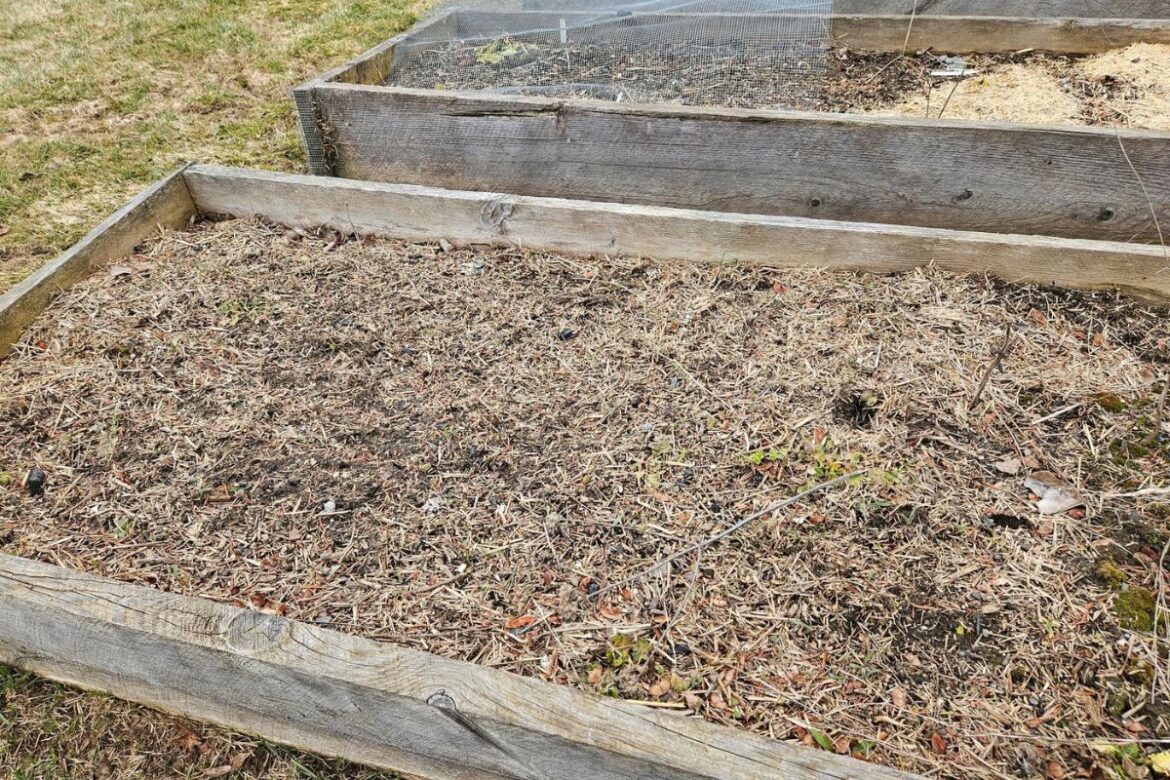 THE LAZY BERKSHIRE GARDENER: Week of March 19, 2026 THE LAZY BERKSHIRE GARDENER: Week of March 19, 2026
