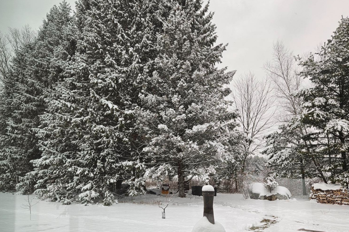 THE LAZY BERKSHIRE GARDENER: Week of January 22, 2026