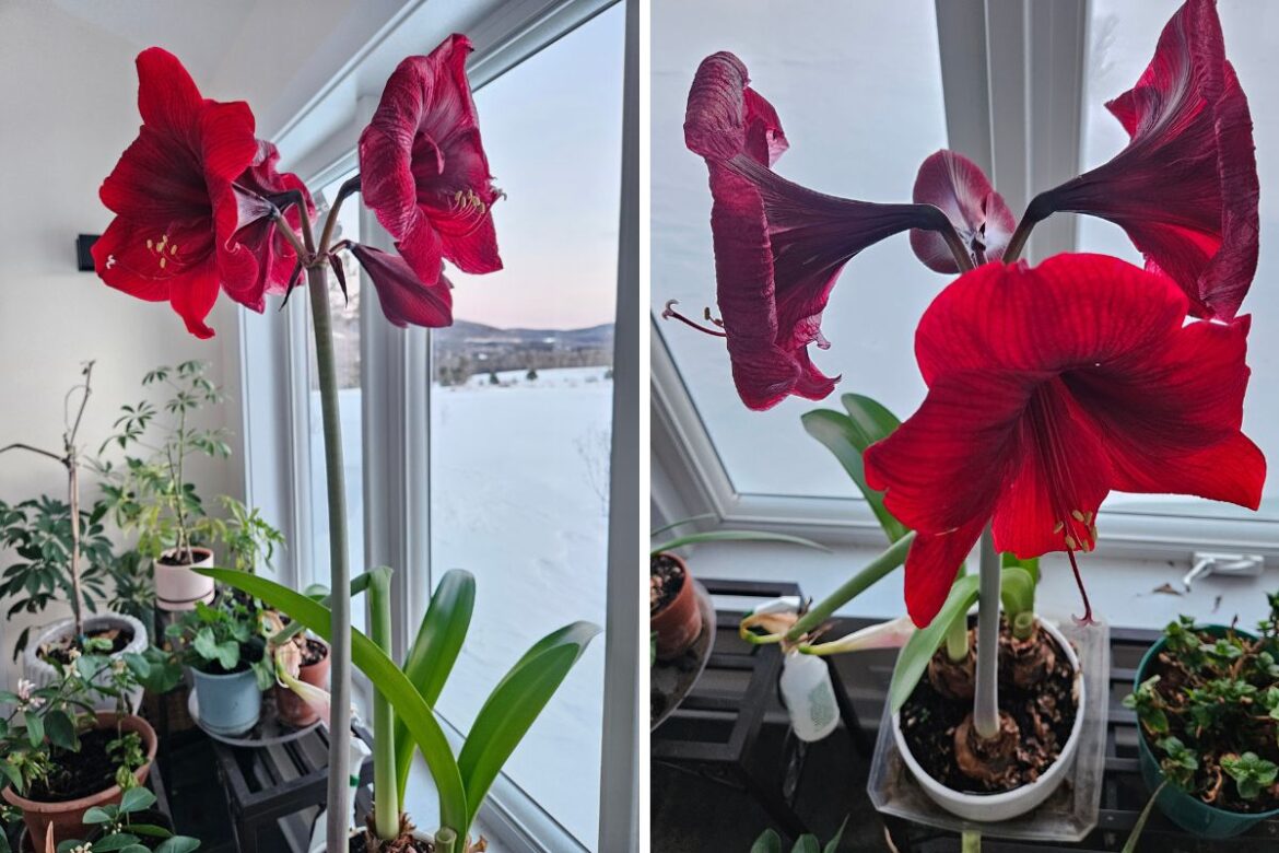 THE LAZY BERKSHIRE GARDENER: Week of February 26, 2026