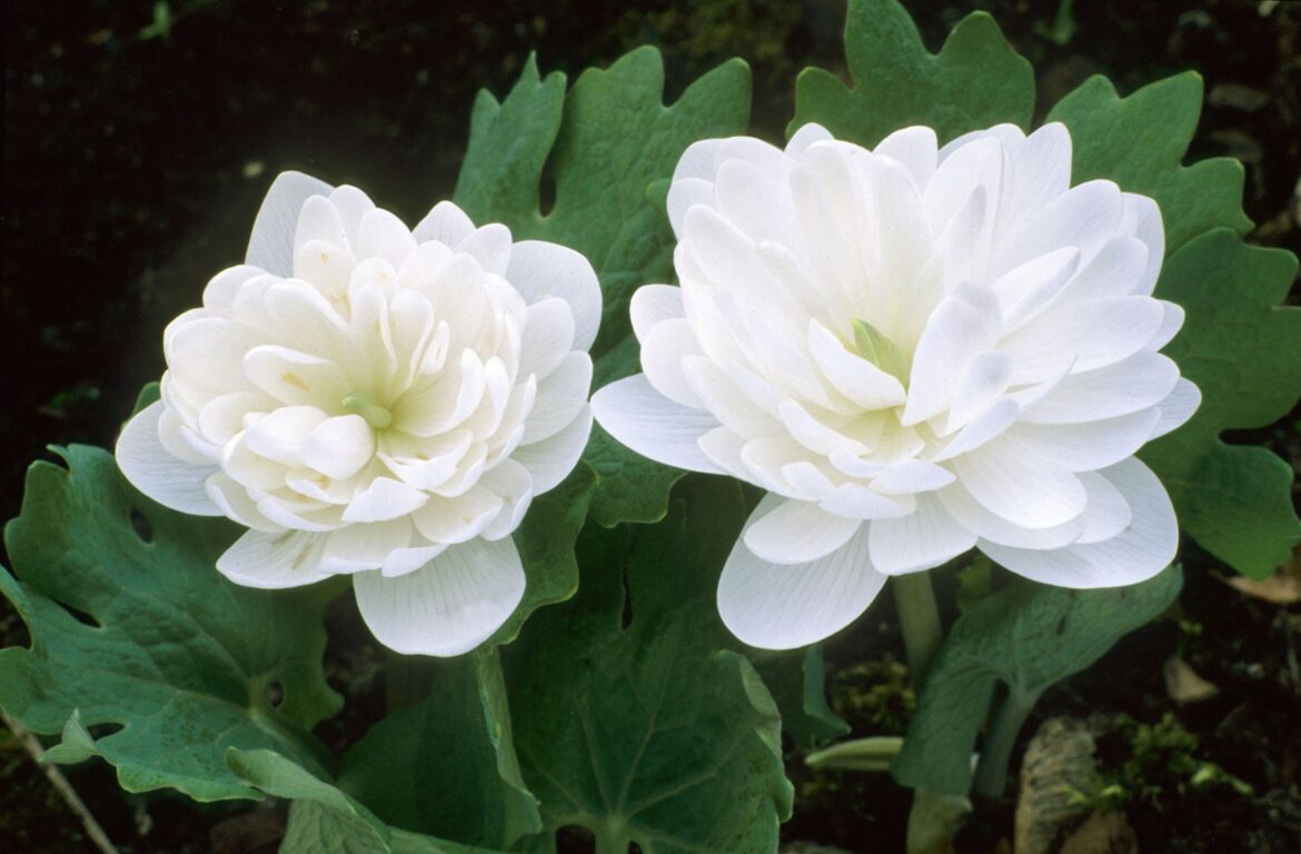 Alan Titchmarsh: I'm planting a brand new garden — here's what's going in, what I'm trying out, and the plant that's sending me in search of my axe