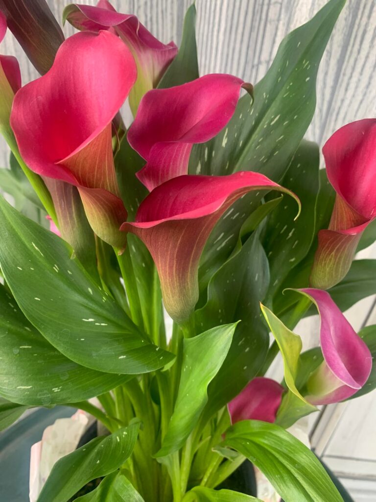 Picked up this calla lily today.