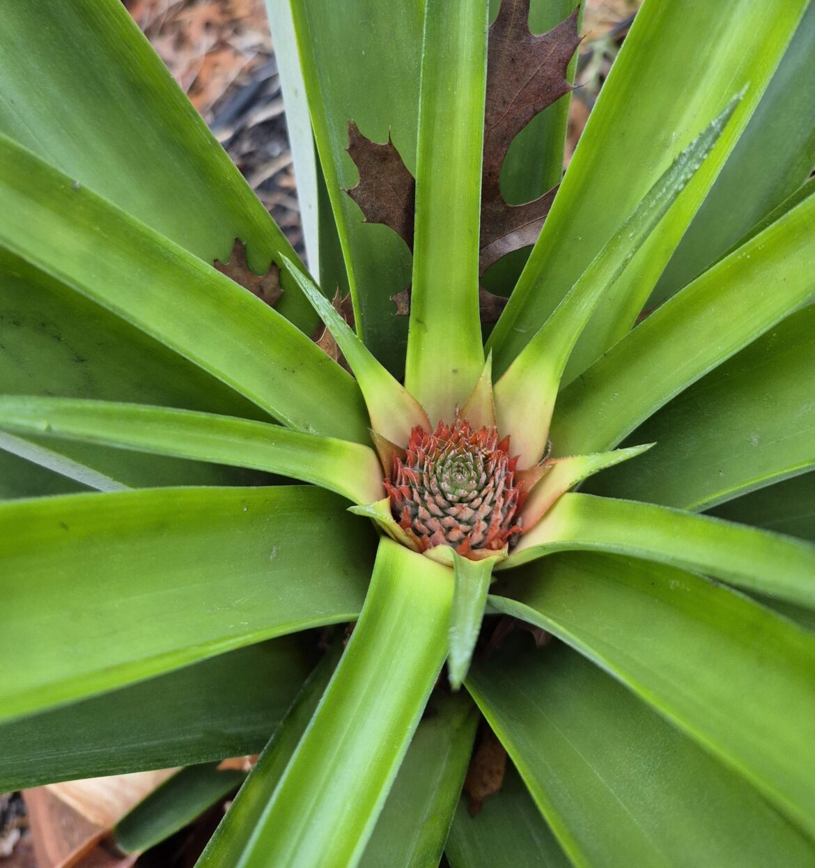 Pineapple Finally Fruiting!
