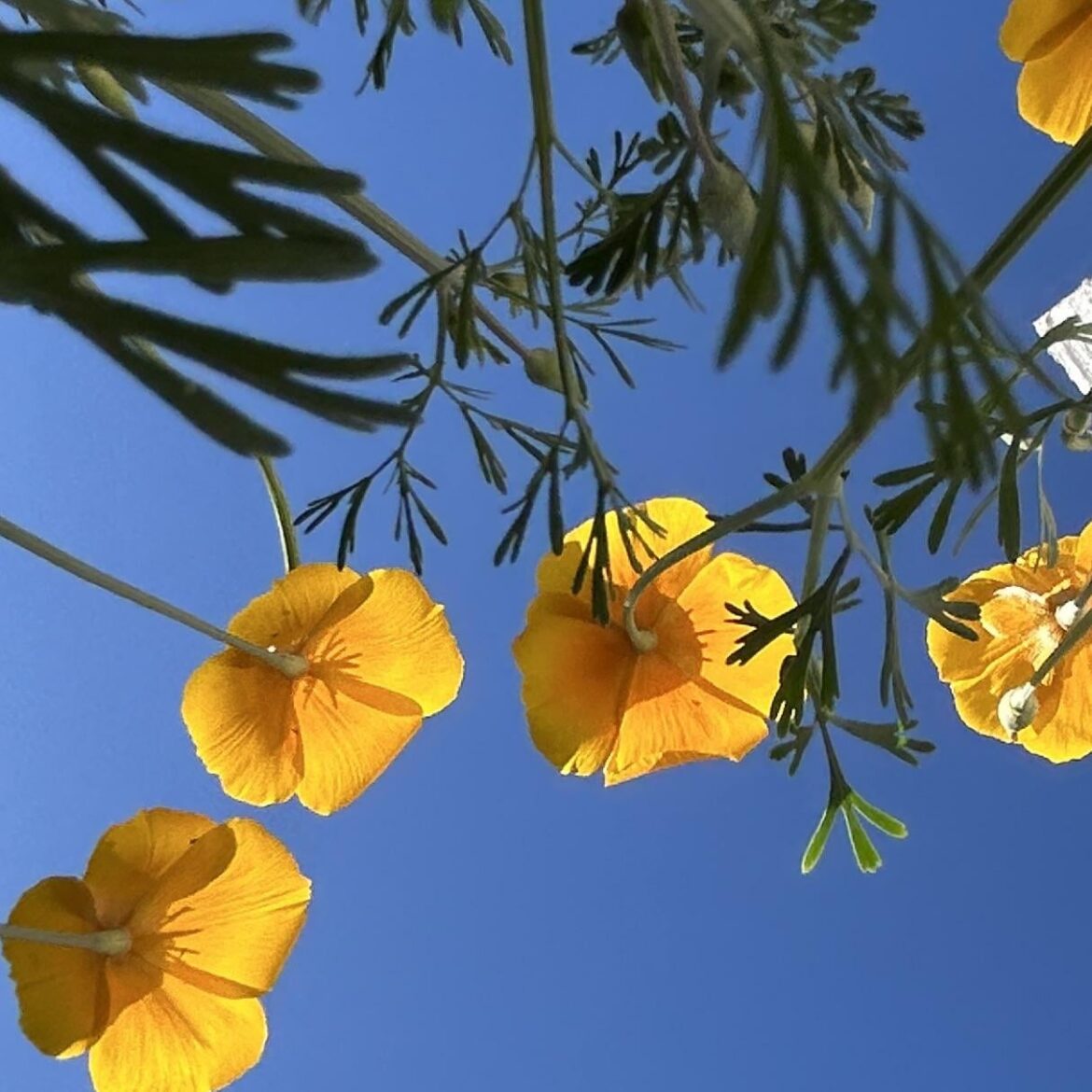 Poppies in Bloom