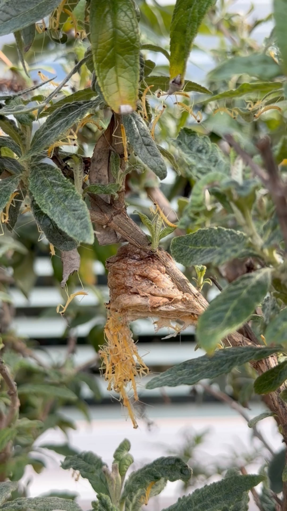 Praying Mantis nest hatching