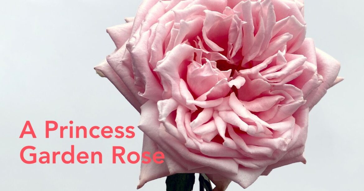 Alexandra Farms Honors Renowned Floral Artist Hitomi Gilliam With Garden… Princess Hitomi