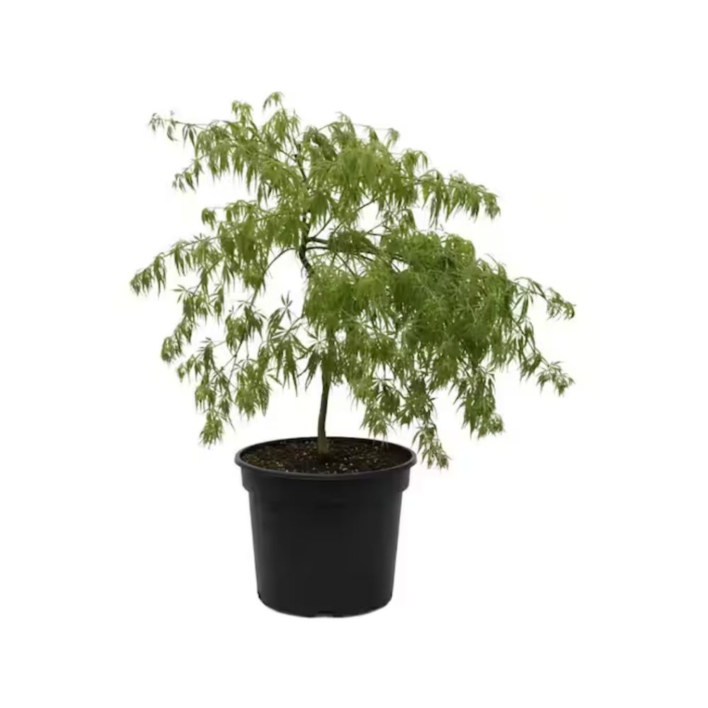 Japanese maple tree