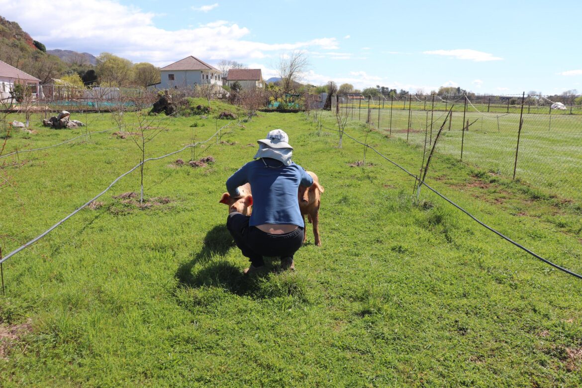 Homestead Albania's March update and the Misadventures of Mister and Roger the pigs in this months post. Have you ever had missing livestock for over 24 hours?