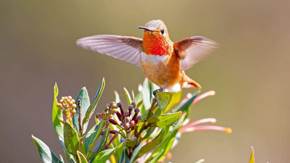 close up on a Hummingbird on a Honeysuckle plant