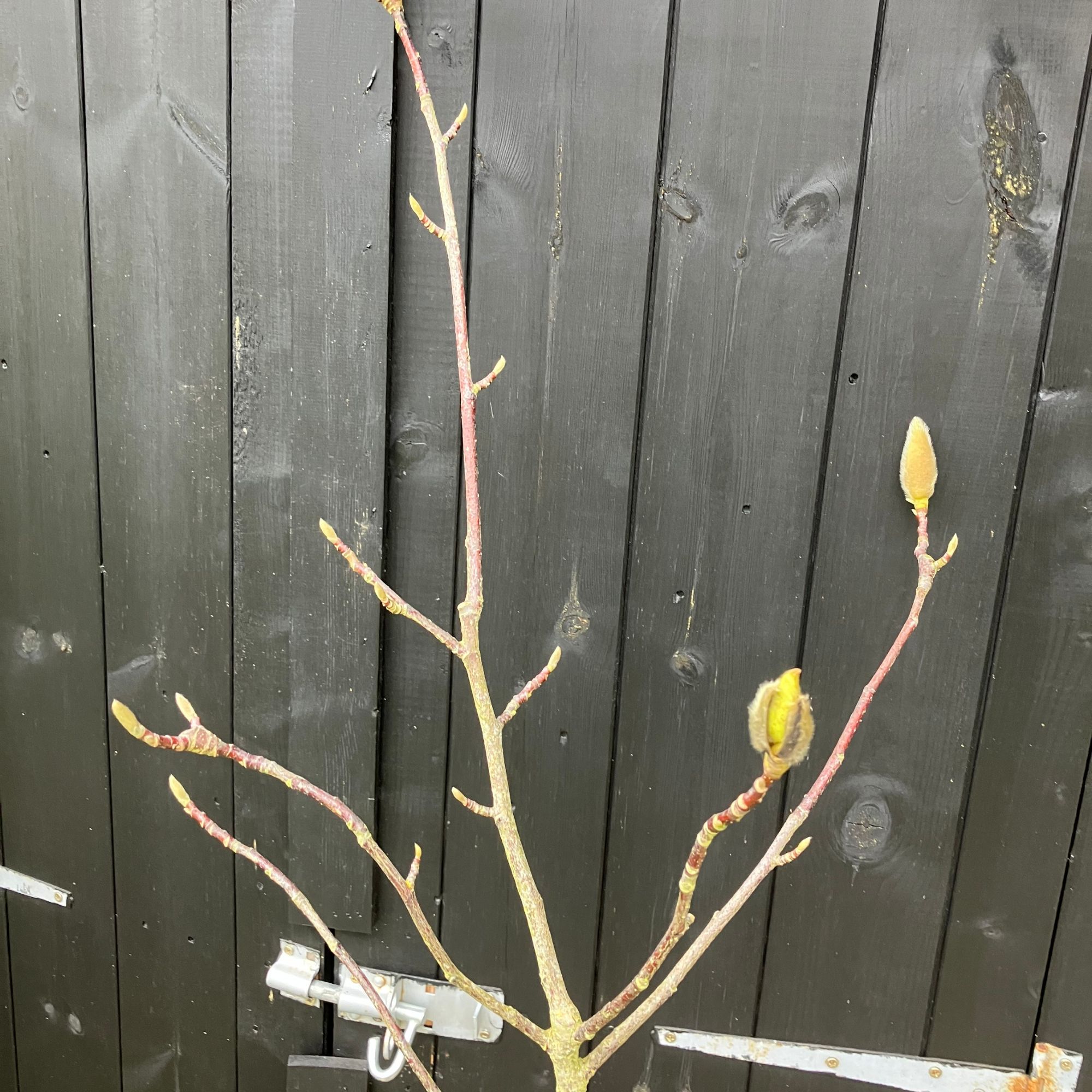 magnolia in spring