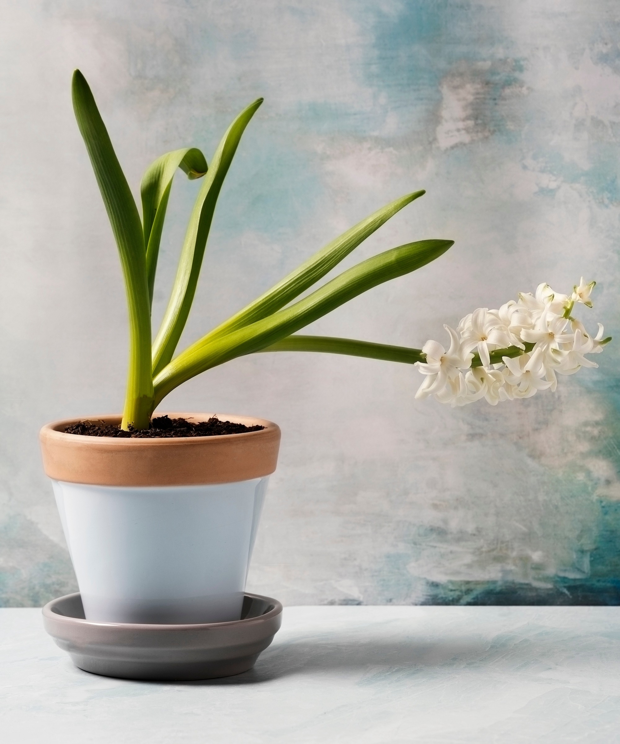 white Hyacinth keeling over in a flower pot